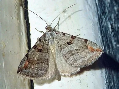 Aplocera plagiata