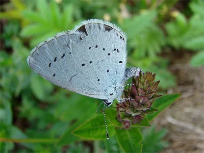 Celastrina (Celastrina) argiolus
