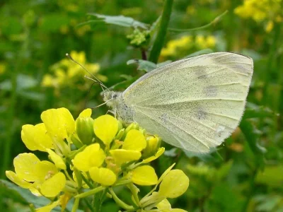 Pieris (Artogeia) rapae