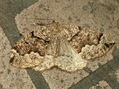 Pungeleria capreolaria