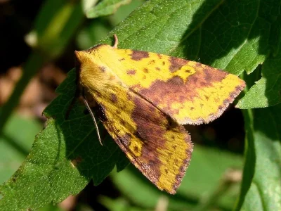 Xanthia (Xanthia) togata