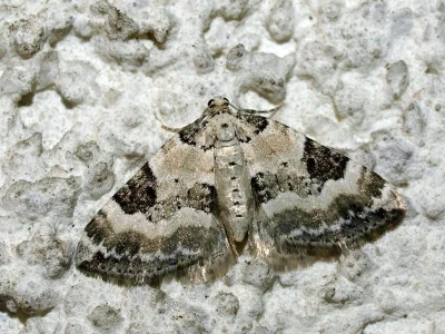 Perizoma blandiata