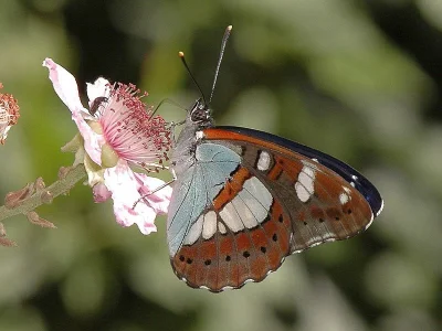 Limenitis reducta