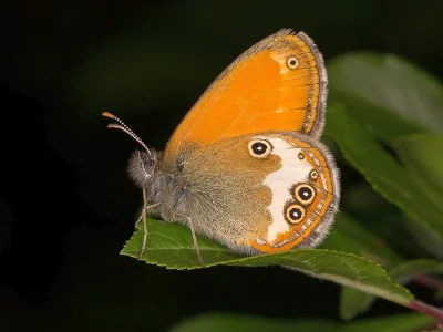 Coenonympha arcania