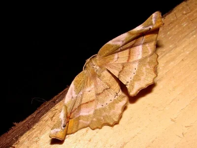 Apeira syringaria