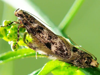 Chionodes electella