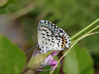 Scolitantides (Scolitantides) orion