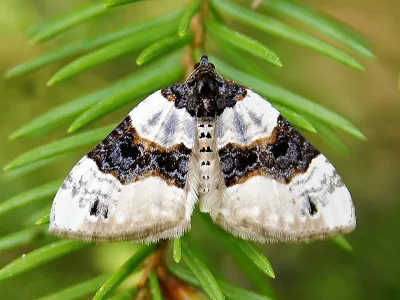 Cosmorhoe ocellata