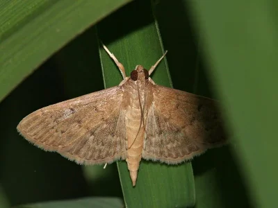 Herpetogramma licarsisalis