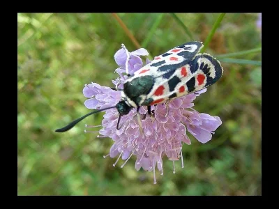 Zygaena (Agrumenia) occitanica