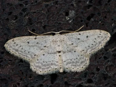 Idaea atlantica