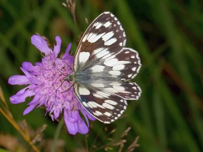 Melanargia (Melanargia) galathea