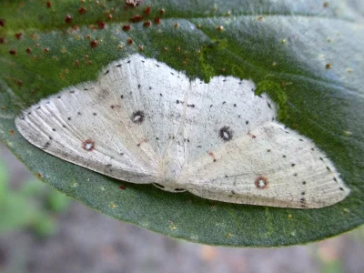 Cyclophora (Cyclophora) albipunctata