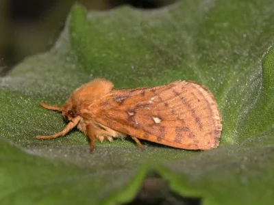 Pharmacis aemilianus