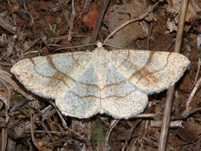 Adactylotis contaminaria
