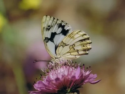 Melanargia (Argeformia) ines