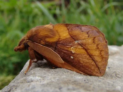 Euthrix potatoria