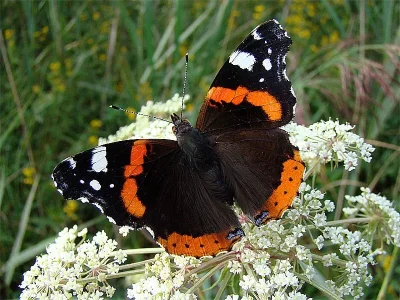 Vanessa atalanta
