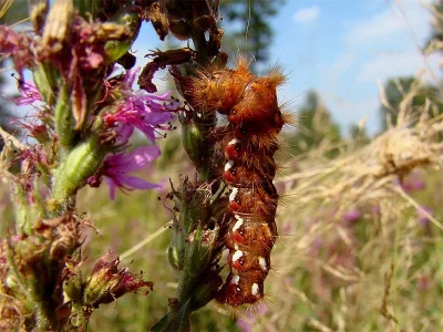 Acronicta (Viminia) rumicis