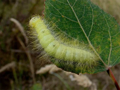 Acronicta (Acronicta) leporina