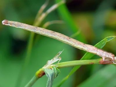 Scopula (Scopula) rubiginata
