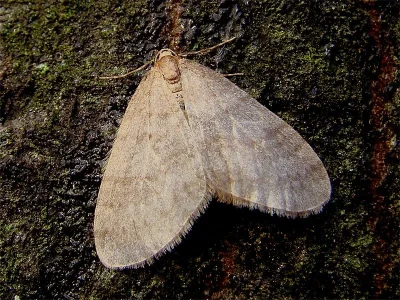 Operophtera brumata