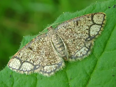 Stegania cararia