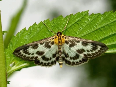 Anania hortulata