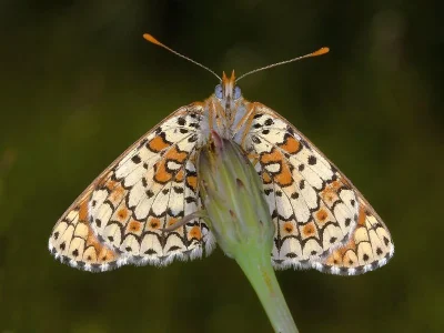 Melitaea cinxia