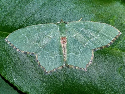 Hemithea aestivaria