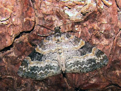 Pterapherapteryx sexalata