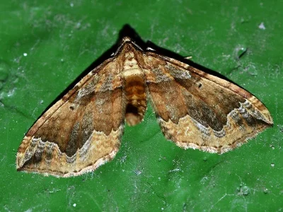 Pelurga comitata