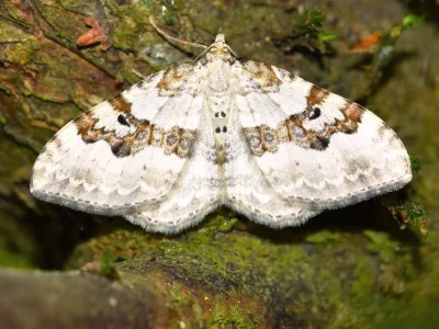 Xanthorhoe montanata