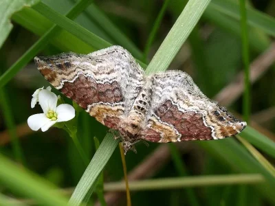 Xanthorhoe spadicearia