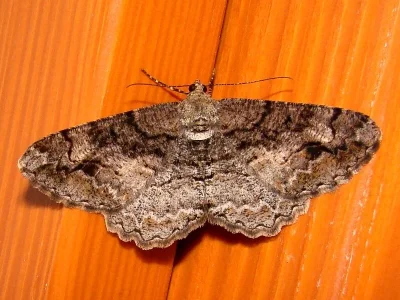 Alcis repandata