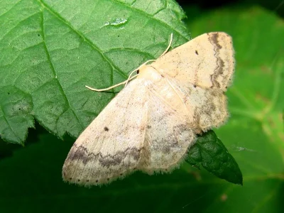 Idaea biselata