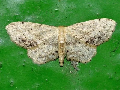 Idaea dimidiata