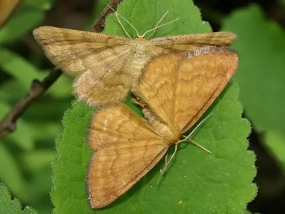 Idaea serpentata