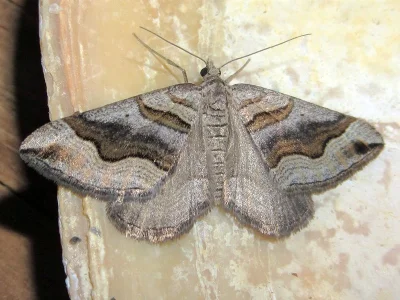 Scotopteryx peribolata