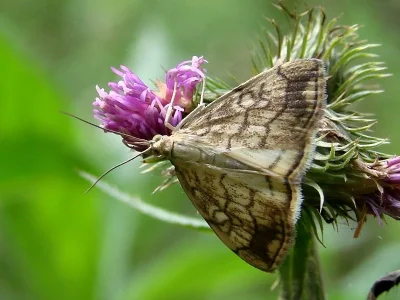 Evergestis pallidata