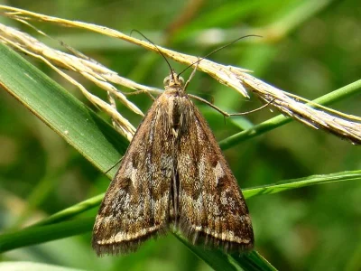 Loxostege sticticalis