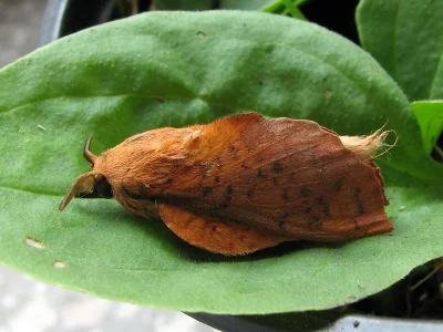 Gastropacha (Stenophylloides) populifolia