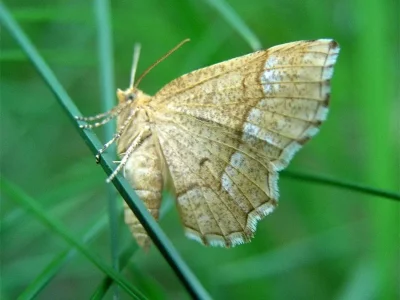 Cepphis advenaria