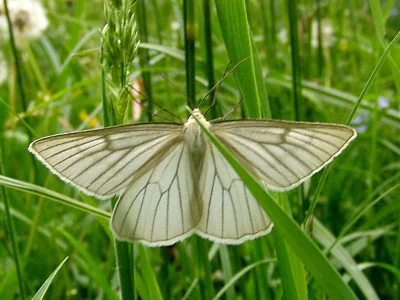 Siona lineata