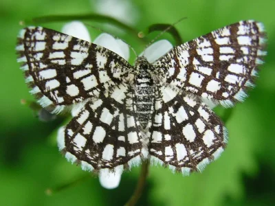 Chiasmia clathrata