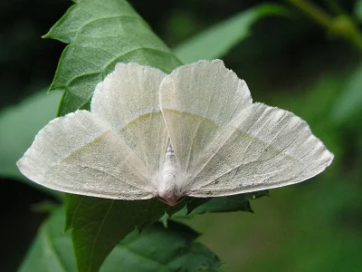 Campaea margaritaria