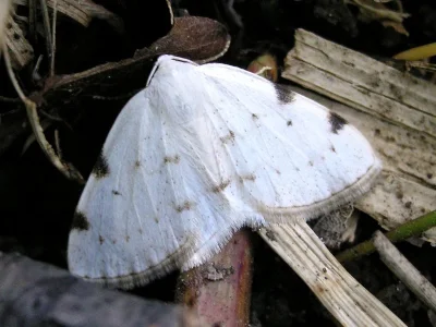 Lomographa bimaculata