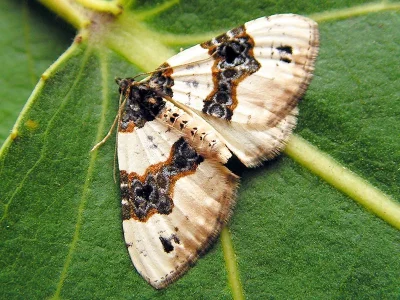 Cosmorhoe ocellata