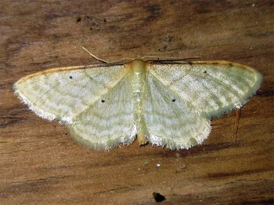 Idaea bigladiata