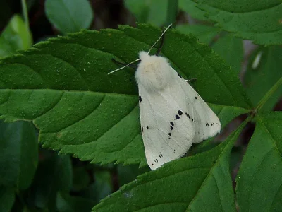 Spilarctia (Spilarctia) lutea